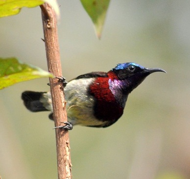 Date Migratory Birds at Best Indian Bird Sanctuaries